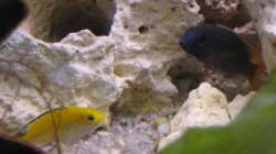 Besatz im Aquarium Malawi 200 Liter