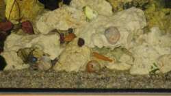 Besatz im Aquarium Malawi 200 Liter
