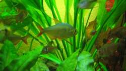 Rot Blauer kolumbianer