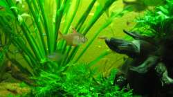 Schmucksalmler Withe Fin