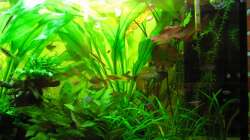 Aquarium 240 Liter Südamerika Gesellschaftsaquarium