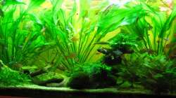 Aquarium 240 Liter Südamerika Gesellschaftsaquarium