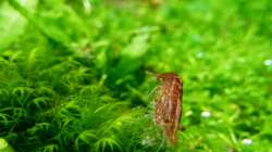 Besatz im Aquarium Draussen am Kliff