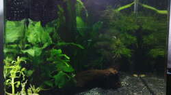 Das weiße am Boden sind Luftblässchen