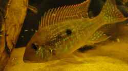 Geophagus Altifrons am 01.12.12