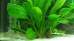 Ein Platz für die Welse