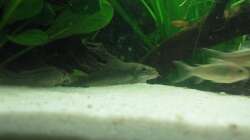 Welskolonne und Babyplaty