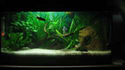 Besatz im Aquarium Aquarium mit gewölbter Frontscheibe