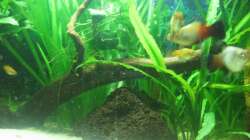 Wurzel und Lavastein