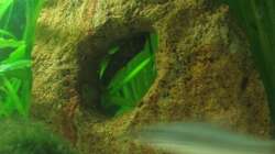 Wels an seinem Lieblingsplatz