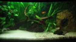 Besatz im Aquarium Aquarium mit gewölbter Frontscheibe