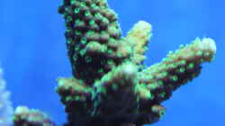 Acropora natalensis