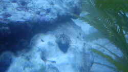 Fünfeck-Seestern (Asterina gibbosa) Mit den Anemonen eingebracht :)