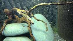 Aquarium Little Sulawesi