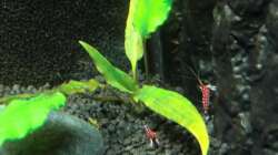 Pflanzen im Aquarium Little Sulawesi