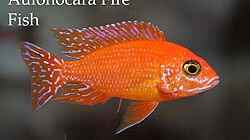 Aulonocara FireFish