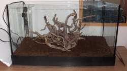 Mit meiner tollen Wurzel