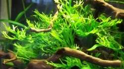 Windelow Farn auf Wurzel