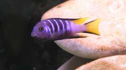 Elongatus Männchen (noch im alten AQ)