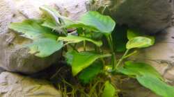 eine der beiden Anubia