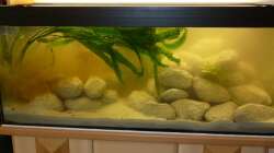 direkt nach dem Ausspühlen das alten Filters vor dem neuen HMF