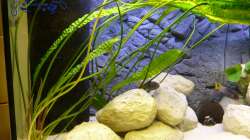 Cryptocoryne Aponogetifolia