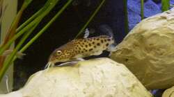 auch leider etwas unscharf weil er so schnell war ;)