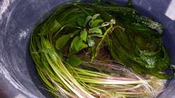 ??bergangsquartier der Pflanzen beim Umbau