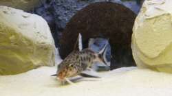 verdammt schwer zu fotografieren die Jungs ^^