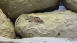 ein kleiner Elongatus Nachwuchs