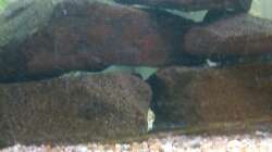 Aquarium Eckaquarium