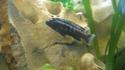 Der BOSS Melanochromis Johanni Mann