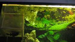 gegen die Wasseroberfläche fotografiert links 28.10.10