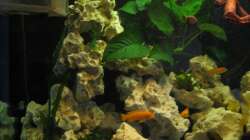 linke Aquarien Seite mit dunklerem Licht