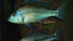 oben dimidiochromis strigatus bock