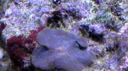 Besatz im Aquarium Small Blue reef
