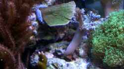 Besatz im Aquarium Small Blue reef