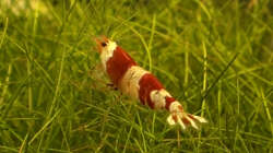 Besatz im Aquarium Fluval Edge (7er Spot)