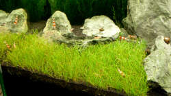 Nadelsimse / Eleocharis acicularis