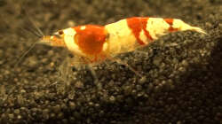 Besatz im Aquarium Fluval Edge (7er Spot)