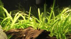 Flutendes Pfeilkraut / Sagittaria subulata