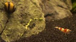 Besatz im Aquarium Fluval Edge (7er Spot)