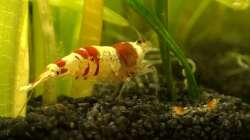 Besatz im Aquarium Fluval Edge (7er Spot)