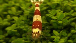 Besatz im Aquarium Fluval Edge (7er Spot)