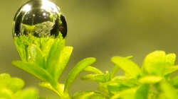 Kubanisches Perlkraut / Hemianthus callitrichoides