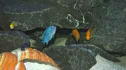 Besatz im Aquarium Mbuna meets Basalt
