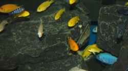 Besatz im Aquarium Mbuna meets Basalt