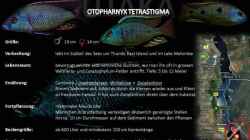 Otopharynx `tetrastigma` Artentafel 