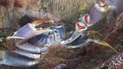 Malawikrabbe mit Nachwuchs. Diese Krabbe können nach der Befruchtung mehrmals Nachwuchs