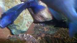 Mein erster Malawi-Krabben Nachwuchs 1. Generation :)